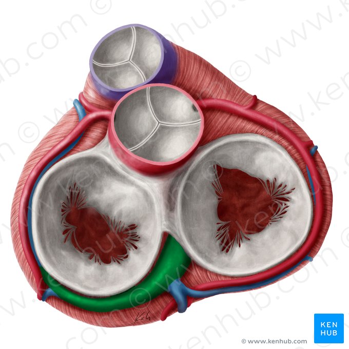 Seno coronario (Sinus coronarius); Imagen: Yousun Koh