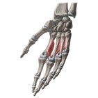 Palmar interossei muscles