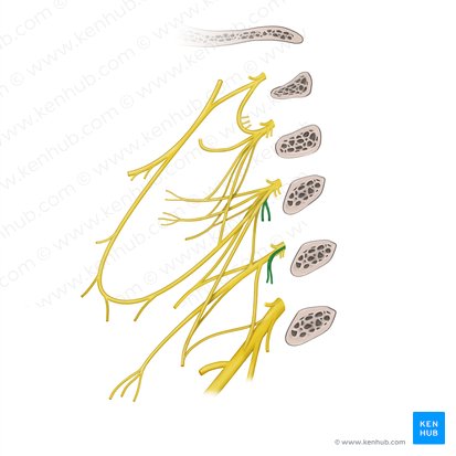 Ramos para los músculos escalenos y elevador de la escápula del plexo cervical (Rami musculares plexus cervicalis (musculi scaleni, musculus levator scapulae)); Imagen: Paul Kim