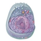 Eukaryotic cell