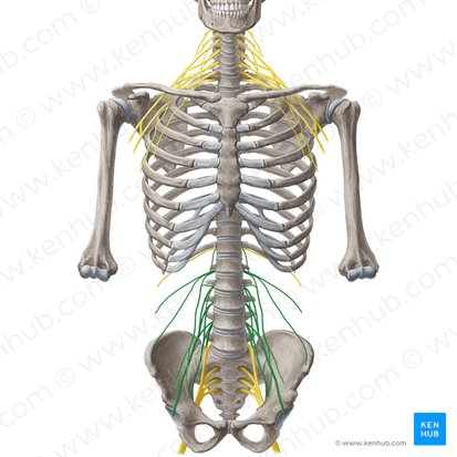 Plexo lombar (Plexus lumbalis); Imagem: Liene Znotina