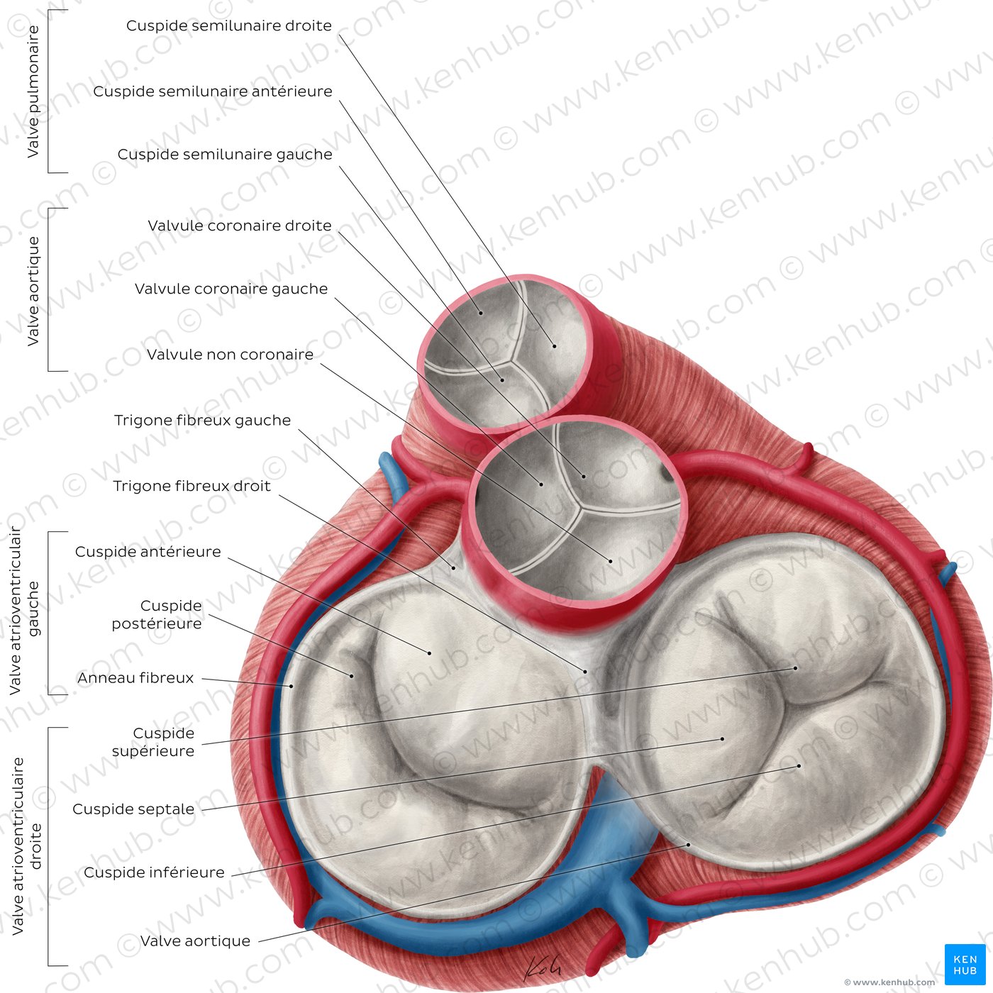 Valves cardiaques (schéma)