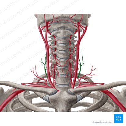 Arteria cervical ascendente (Arteria cervicalis ascendens); Imagen: Yousun Koh