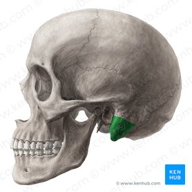 Mastoid Process Anatomy Function And Attachments Kenhub