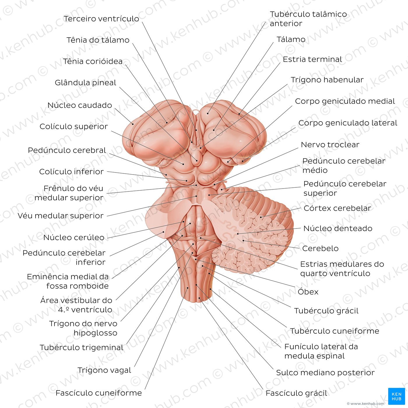 Anatomia do tronco cerebral e estruturas relacionadas - vista posterior