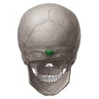 Protuberantia occipitalis externa