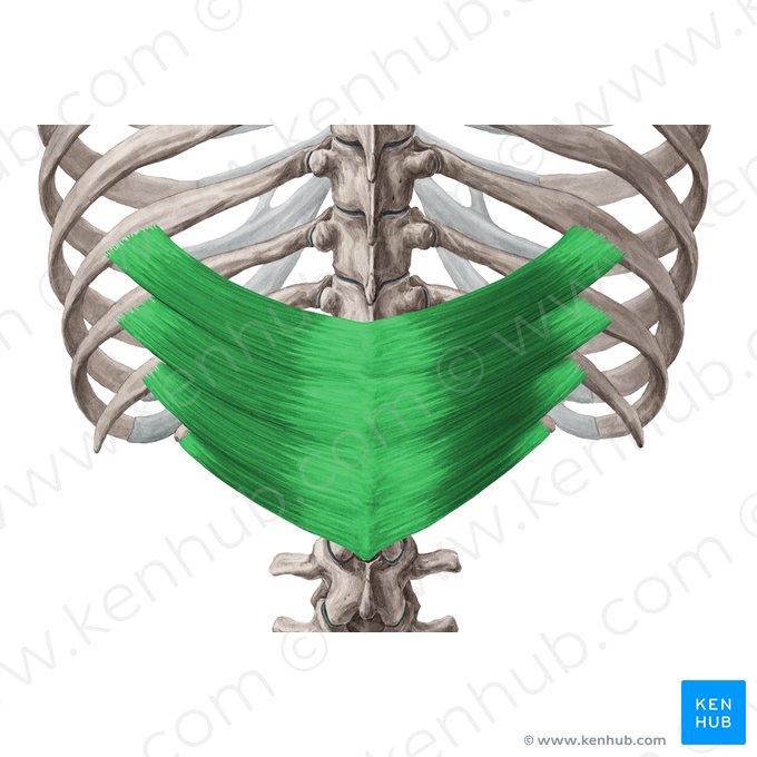 Serratus posterior inferior muscle (Musculus serratus posterior inferior); Image: Yousun Koh