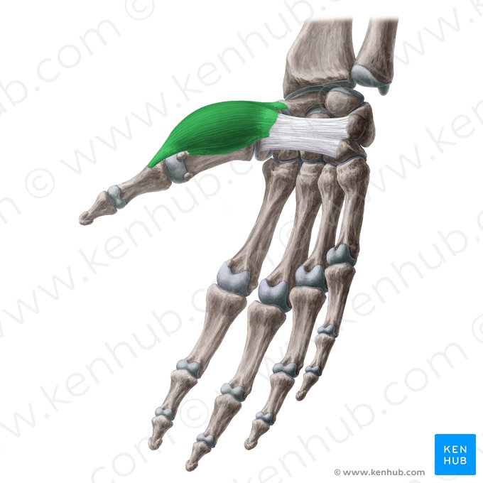 Musculus abductor pollicis brevis (Kurzer Daumenspreizer); Bild: Yousun Koh