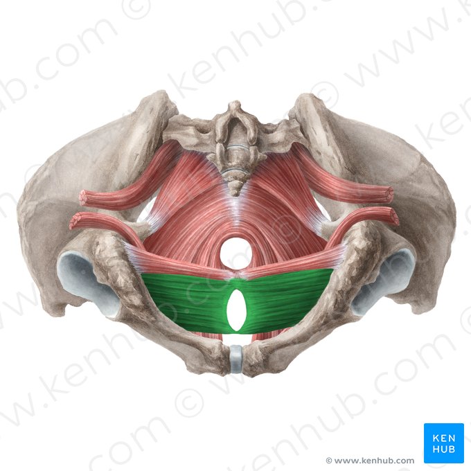 Deep transverse perineal muscle (female) (Musculus transversus profundus perinei (femininus)); Image: Liene Znotina