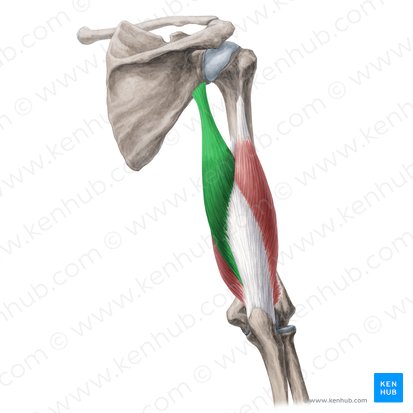 Caput longum musculi tricipitis brachii (Langer Kopf des dreiköpfigen Oberarmmuskels); Bild: Yousun Koh