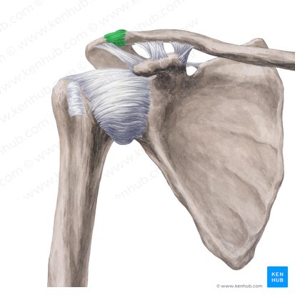 Acromioclavicular joint (Articulatio acromioclavicularis); Image: Yousun Koh