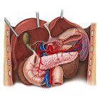 Arterien der Niere