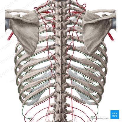 Posterior intercostal artery (Arteria intercostalis posterior); Image: Yousun Koh