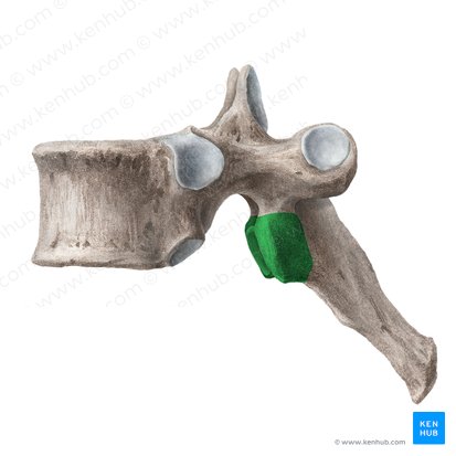 Processus articularis inferior vertebrae (Unterer Gelenkfortsatz des Wirbels); Bild: Liene Znotina