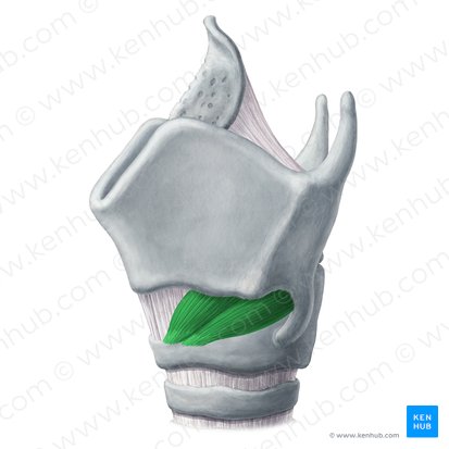 Musculus cricothyroideus (Ringknorpel-Schildknorpel-Muskel); Bild: Yousun Koh