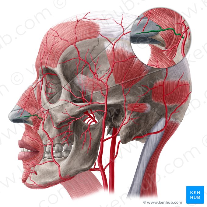 Lateral nasal branch of facial artery (Ramus lateralis nasi arteriae facialis); Image: Yousun Koh