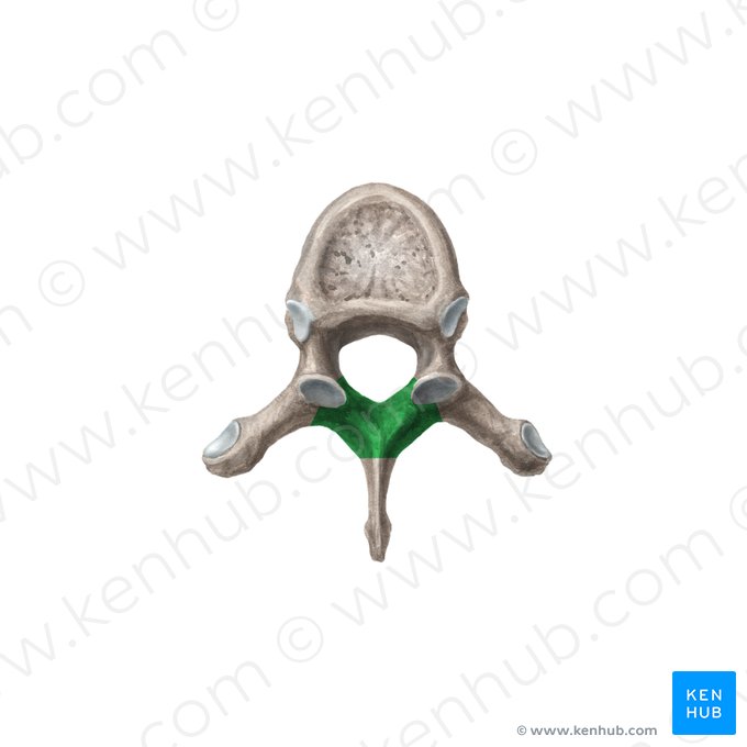 Lámina del arco vertebral (Lamina arcus vertebrae); Imagen: Liene Znotina