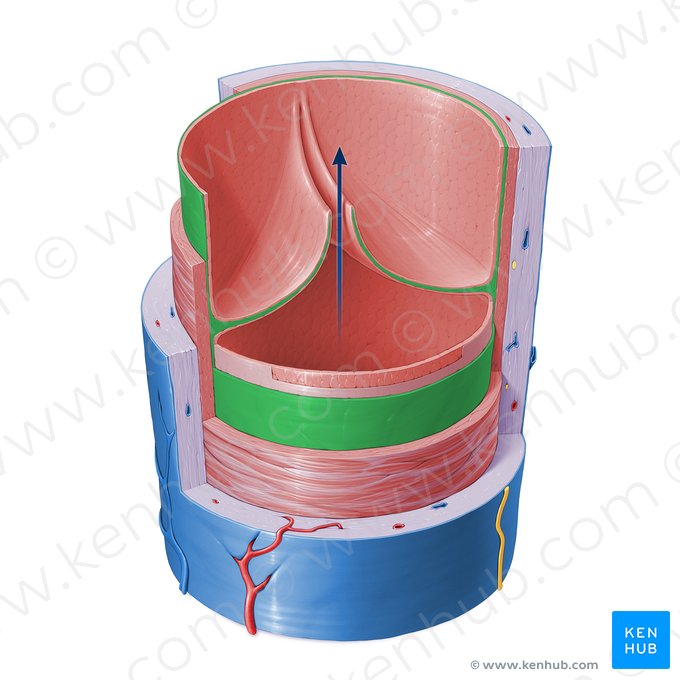 Subendothelium of vein (Stratum subendotheliale venae); Image: Paul Kim