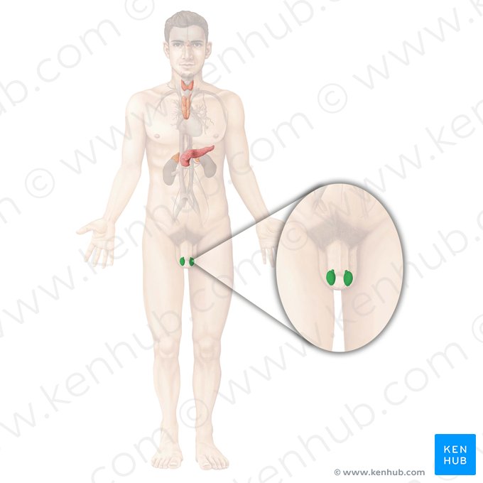 Testículo (Testis); Imagem: Begoña Rodriguez