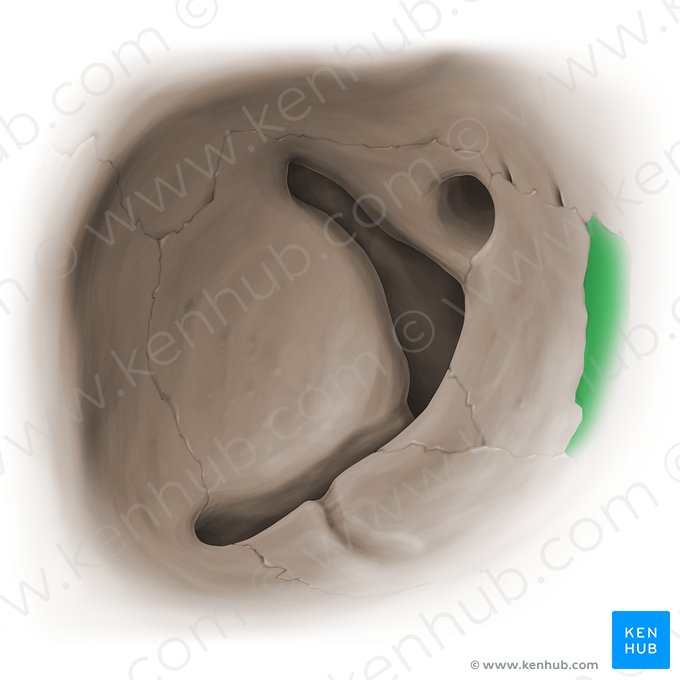 Osso lacrimal (Os lacrimale); Imagem: Paul Kim