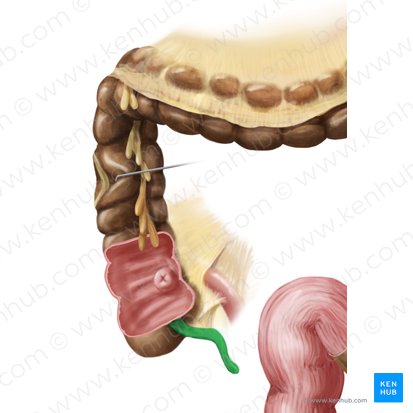 Appendice vermiforme (Appendix vermiformis); Image : Begoña Rodriguez
