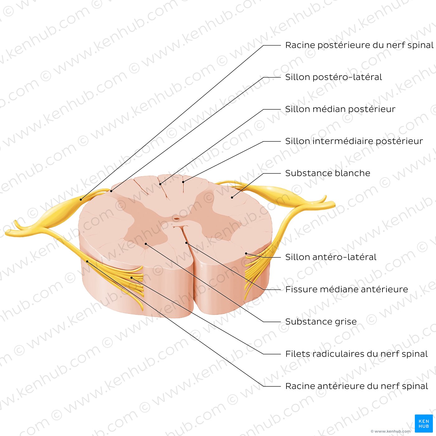 Spinal cord: Cross section (External morphology)