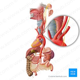 Ramo cardíaco cervical inferior del nervio vago (Ramus cardiacus cervicalis inferior nervi vagi); Imagen: Paul Kim