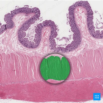 Stratum circulare internus tunicae muscularis (Innere Ringmuskelschicht der Tunica muscularis); Bild: 