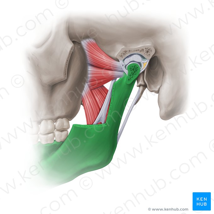 Mandíbula (Mandibula); Imagem: Paul Kim