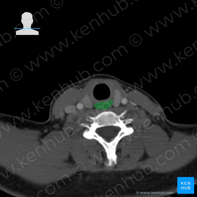 Esôfago (Oesophagus); Imagem: 