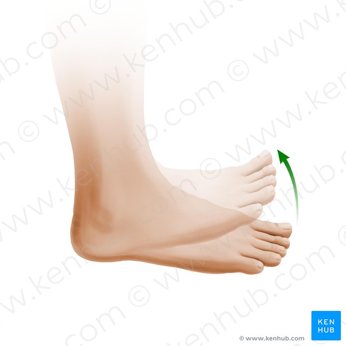 Flexión dorsal del pie (Dorsiflexio pedis); Imagen: Paul Kim