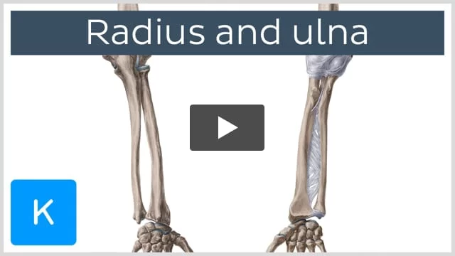 Supination and Pronation of Forearm and Hand Demonstration Anatomy