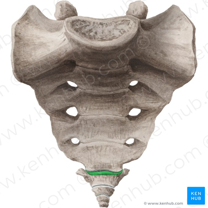 Base del cóccix (Basis ossis coccygis); Imagen: Liene Znotina