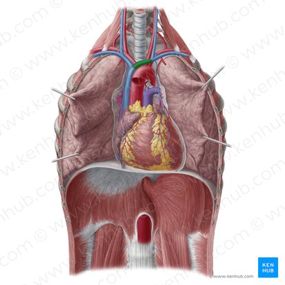 Vena brachiocephalica sinistra (Linke Oberarm-Kopf-Vene); Bild: Yousun Koh