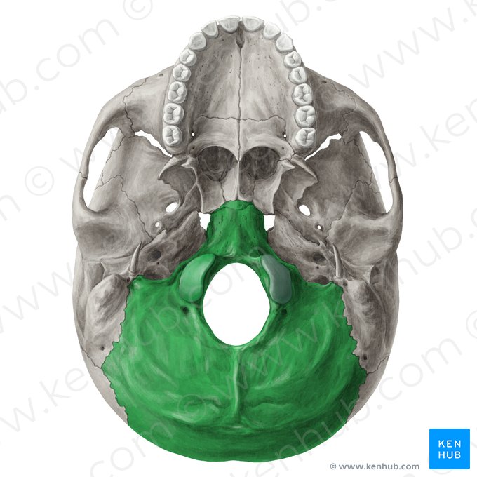 Occipital bone (Os occipitale); Image: Yousun Koh