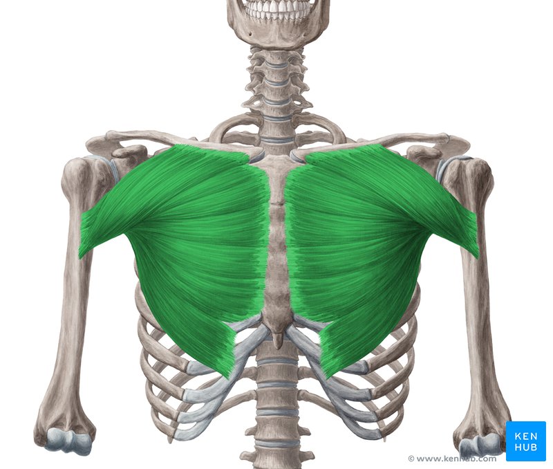 Músculo peitoral maior (verde) - vista anterior