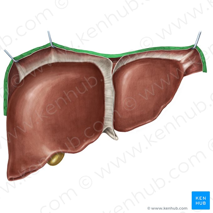 Diaphragm (Diaphragma); Image: Irina Münstermann