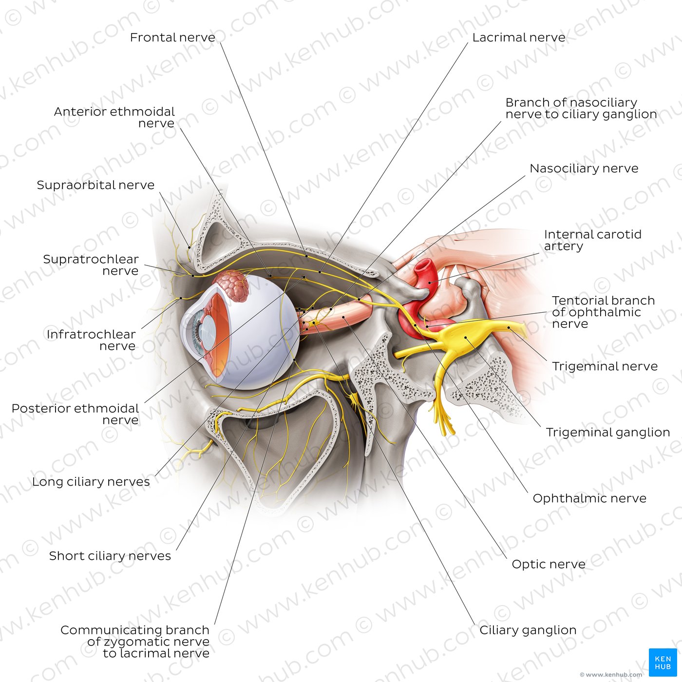 Trigeminal nerve (CN V): Anatomy, function and branches