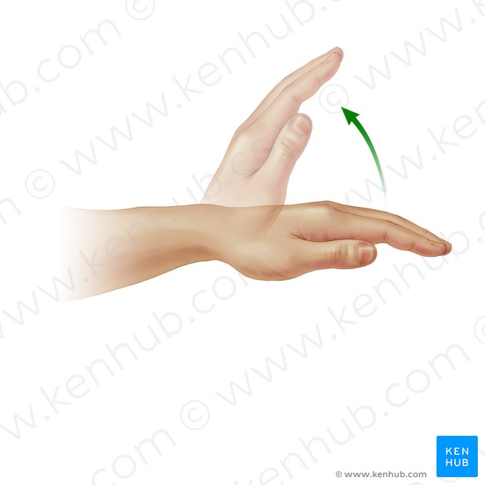 Extension of hand (Extensio manus); Image: Paul Kim