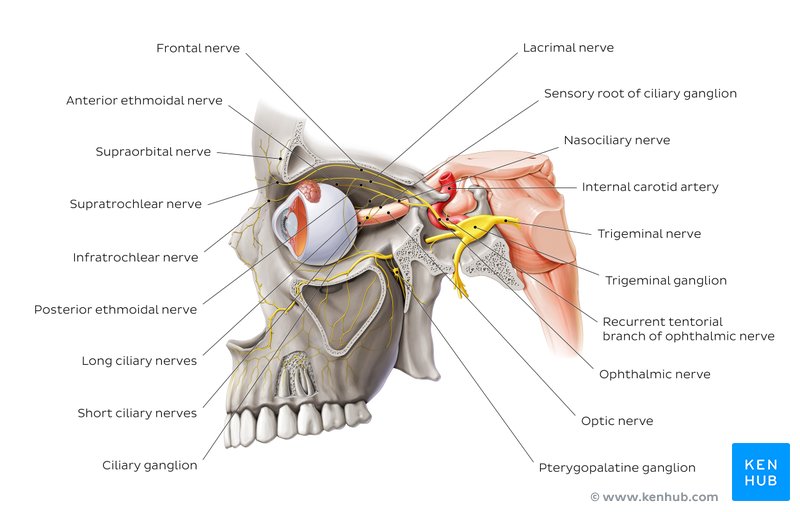 Ophthalmic nerve (CN V1) Anatomy and function Kenhub