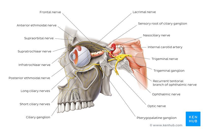 Overview of the ophthalmic nerve and its branches - lateral-left view