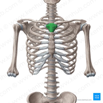 Manubrium of sternum (Manubrium sterni); Image: Yousun Koh