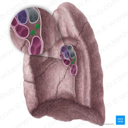 Nodi lymphoidei bronchopulmonales pulmonis dextri (Bronchopulmonale Lymphknoten der rechten Lunge); Bild: Yousun Koh