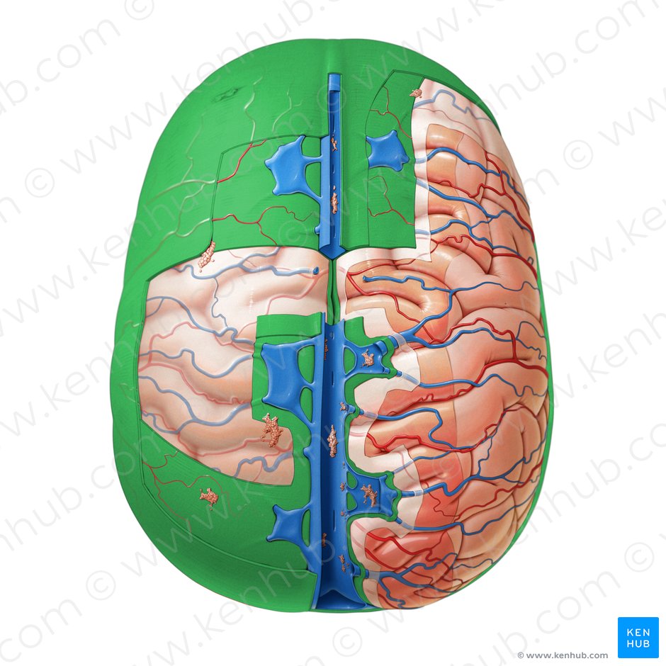 Meninges: Dura, arachnoid, pia, meningeal spaces | Kenhub