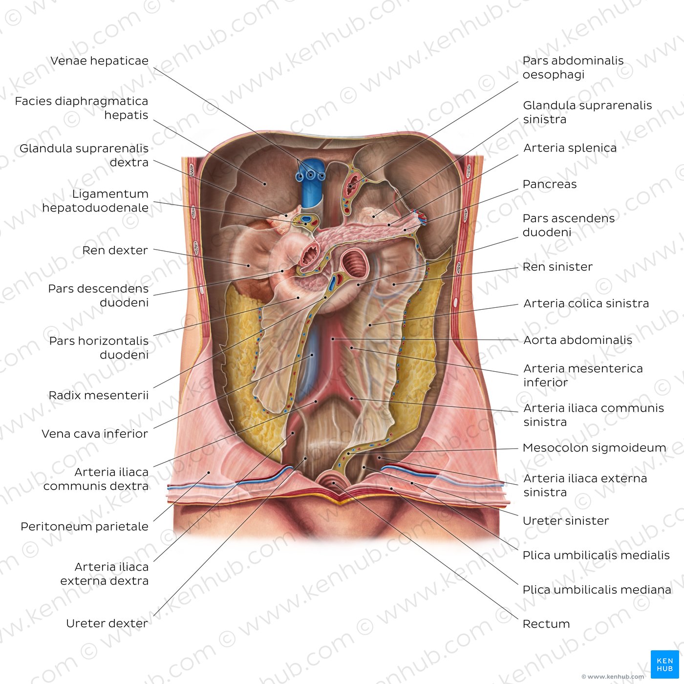 Retroperitoneum - Übersicht