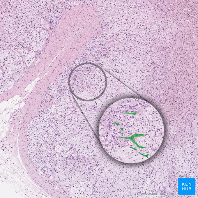 Capilares sinusoidales corticales fenestrados; Imagen: 