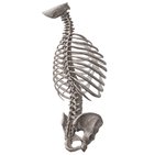 Vertebral column