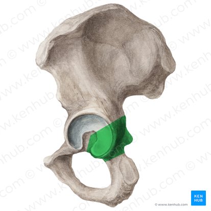 Body of ischium (Corpus ossis ischii); Image: Liene Znotina