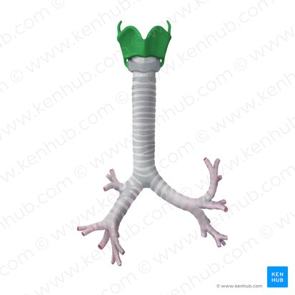Cartilago thyroidea (Schildknorpel); Bild: Begoña Rodriguez