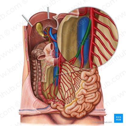 Arteria ileocolica (Krummdarm-Dickdarm-Arterie); Bild: Irina Münstermann